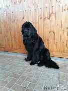 Превью фото № 248441