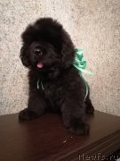 Превью фото № 248442