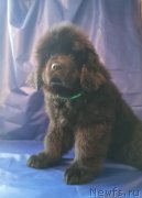 Превью фото № 248444