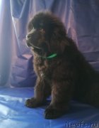 Превью фото № 248445