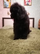 Превью фото № 248448