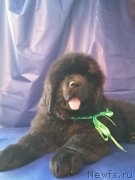 Превью фото № 248449