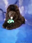 Превью фото № 248451