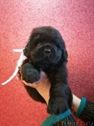 Превью фото № 248453