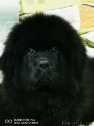 Превью фото № 248454