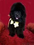 Превью фото № 248461