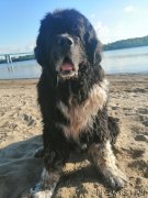 Превью фото № 248467