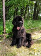 Превью фото № 248468