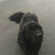 Превью фото № 248471