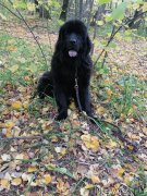 Превью фото № 248480