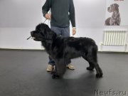 Превью фото № 248497