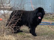 Превью фото № 248547