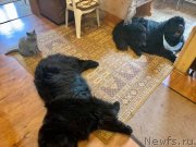 Превью фото № 248559