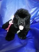 Превью фото № 248561