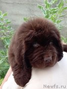 Превью фото № 248567