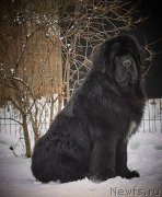 Превью фото № 248579