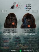 Превью фото № 248581