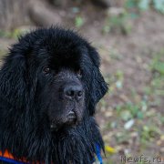 Превью фото № 248582