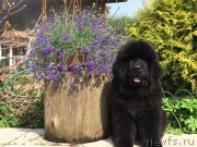 Превью фото № 248596