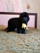 Превью фото № 248607