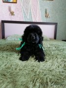 Превью фото № 248608