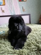 Превью фото № 248612