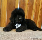 Превью фото № 248632