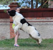 Превью фото № 248633