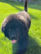 Превью фото № 248634