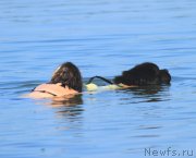 Превью фото № 248636