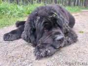 Превью фото № 248667