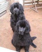 Превью фото № 248670