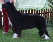 Превью фото № 248681