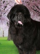 Превью фото № 248684