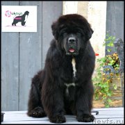 Превью фото № 248705