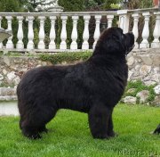 Превью фото № 248708