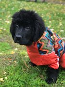 Превью фото № 248714