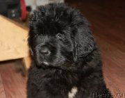 Превью фото № 248734