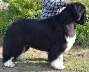 Превью фото № 248769