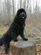 Превью фото № 248796