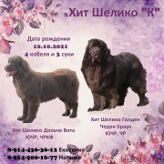 Превью фото № 248798