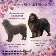 Превью фото № 248799