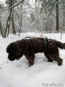 Превью фото № 248817