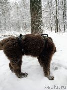 Превью фото № 248818