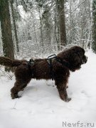 Превью фото № 248819