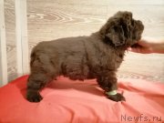 Превью фото № 248829