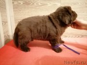 Превью фото № 248831