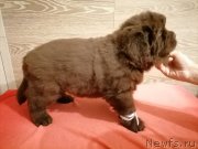 Превью фото № 248835