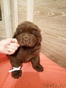 Превью фото № 248836