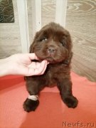 Превью фото № 248838